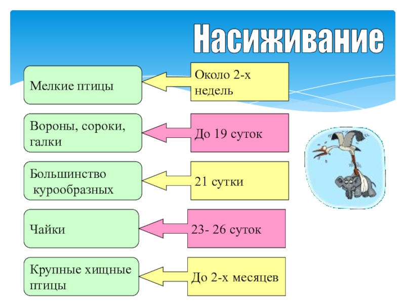 Размножение птиц презентация 7 класс биология