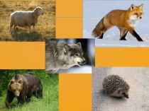 Презентация по татарскому языку на тему  Хайваннар һәм кошлар  (1класс).