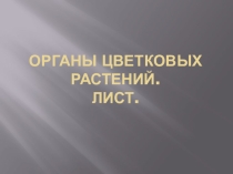 Органы цветковых растений. Лист. Почка