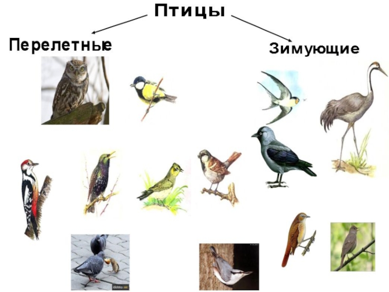 Презентация 1 класс плешаков где зимуют птицы 1 класс