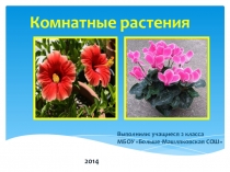 Презентация по внеурочной деятельности на тему Комнатные растения
