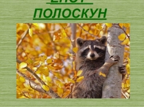 Презентация по окружающему миру. Енот-полоскун.