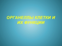 Презентация Органеллы клетки и их функции
