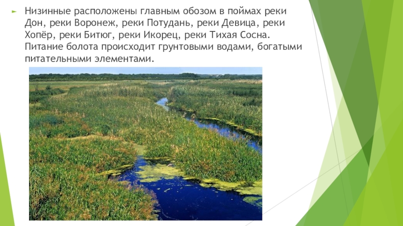 Где находится болотное. Река Воронеж болото. Болота Воронежской области. Сообщение о болоте Воронежской области. Низинные болота расположены.