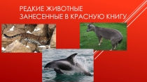 Редкие животные