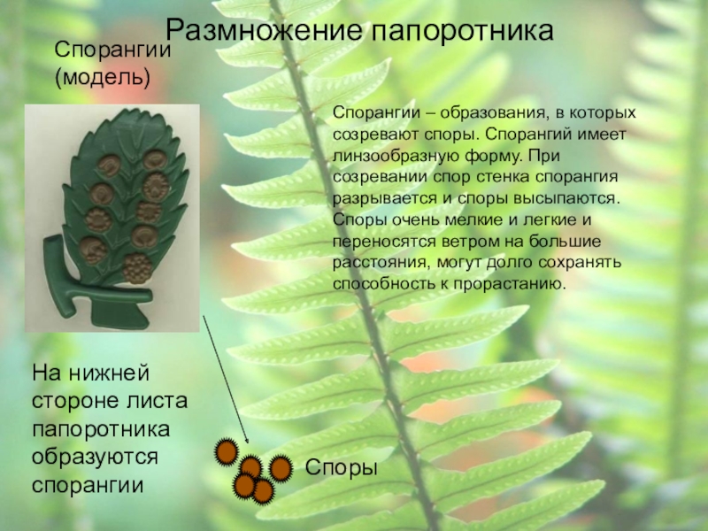 Развитие спорангиев на листьях