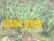 Презентация по окружающему миру Ядовитые растения (начальные классы)