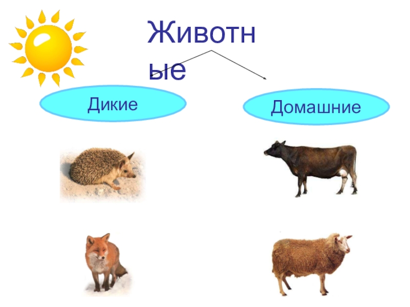 Презентация домашние животные 2 класс школа 21 века