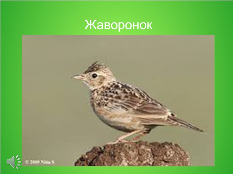 Жаворонк. Полевой Жаворонк скворец трясогузка. Малый полевой Жаворонок. Полевой Жаворонок скворец Зяблик. Полевой Зяблик трясогузка Жаворонок полевой.