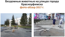 Презентация творческой работы Бездомные животные 5 класс