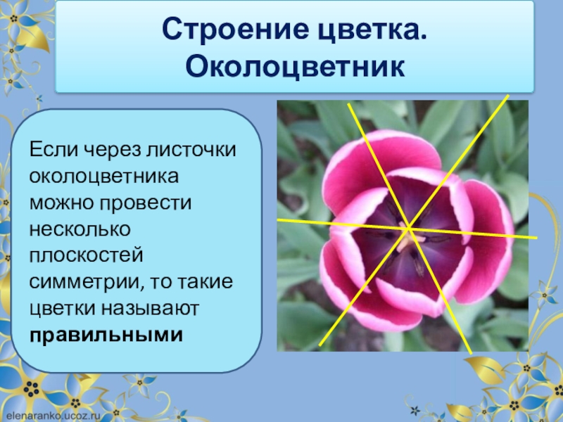 Околоцветник простой класс. Строение цветка околоцветник. Цветок околоцветник 6 класс биология. Околоцветник герани. Строение околоцветника.