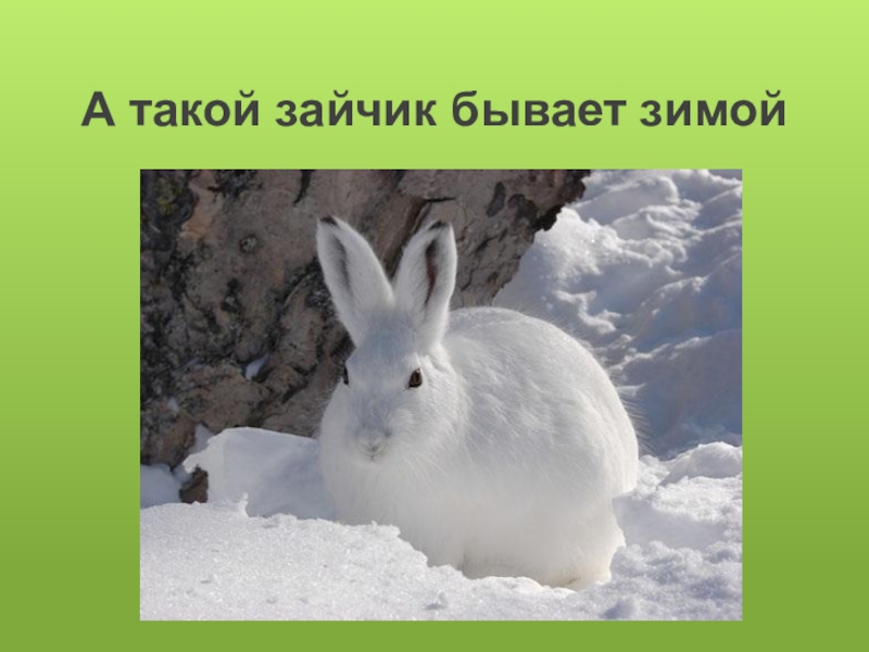 Текст про зайца 2 класс. Информация о зайце беляке. Заяц Беляк среда обитания. Описание зайца 3 класс. Заяц Беляк рассказ.