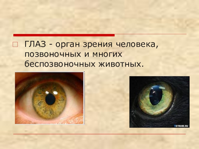 Класс глаз. Органы чувств зрение. Глаз орган. Организм зрения. Глаза орган зрения рассказ.