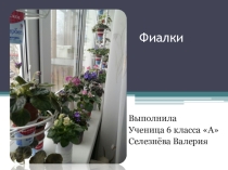 Презентация по технологии на тему Комнатные растения
