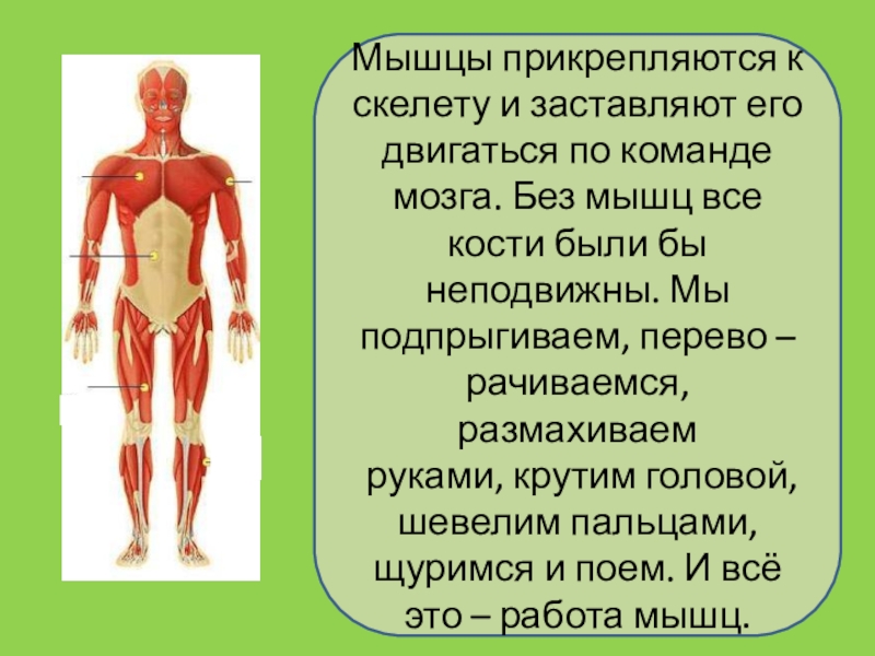 Презентация скелет и мышцы человека