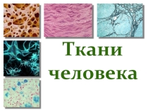 Презентация по биологии на тему Ткани человека