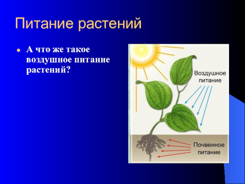 Одновременно в листьях осуществляется процесс. Питание растений. Воздушное питание растений. Питание растений биология. Почвенное и воздушное питание.
