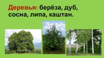 Презентация по окружающему миру к уроку на тему Травянистые растения, занесённые в Красную книгу