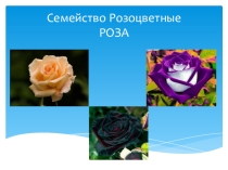 Роза