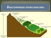 Презентация по географии на тему Высотная поясность с заданиями по учебнику И.И. Баринова