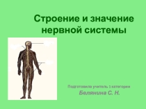 Презентация по биологии к уроку биологии в 8 классе по теме Строение и значение нервной системы