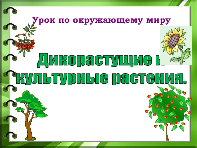 Дикорастущие растения 2 класс окружающий мир. Дикорастущие и культурные растения презентация окружающий мир. Мой маленький мир дикорастущих растений проект ребёнку. Видео по окружающему миру 1 класс дикорастущие.