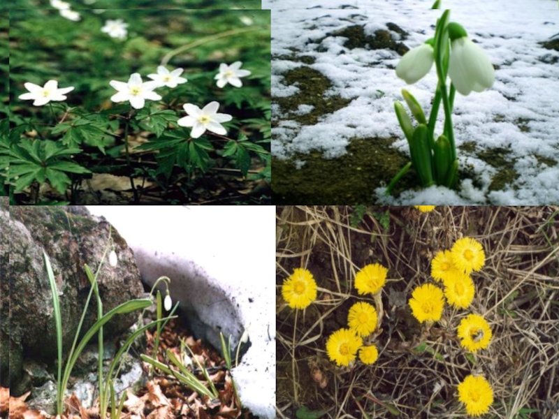 Весенние явления природы 2 класс окружающий мир. Весенние цветы первоцветы. Сезонные цветы весной. Первоцвет явления природы.