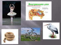 Равновесие. Презентация к уроку русского языка МДО 5 класс