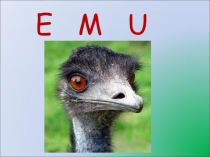 Презентация по английскому языку Emu (3 класс)