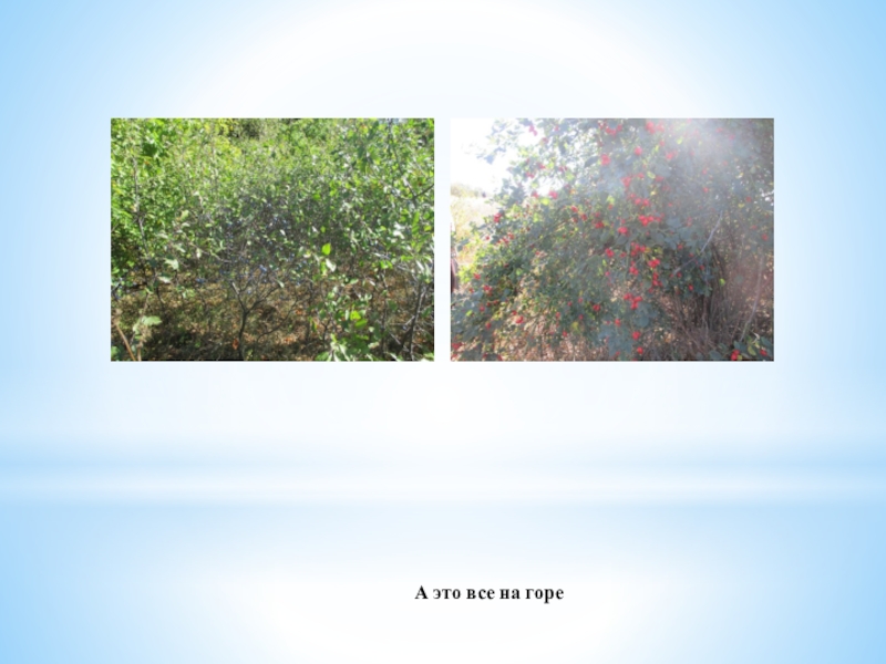 Презентация Проект Тропы здоровья А это все на горе А это все на горе