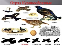 Презентация по биологии на тему отряд Куринообразные