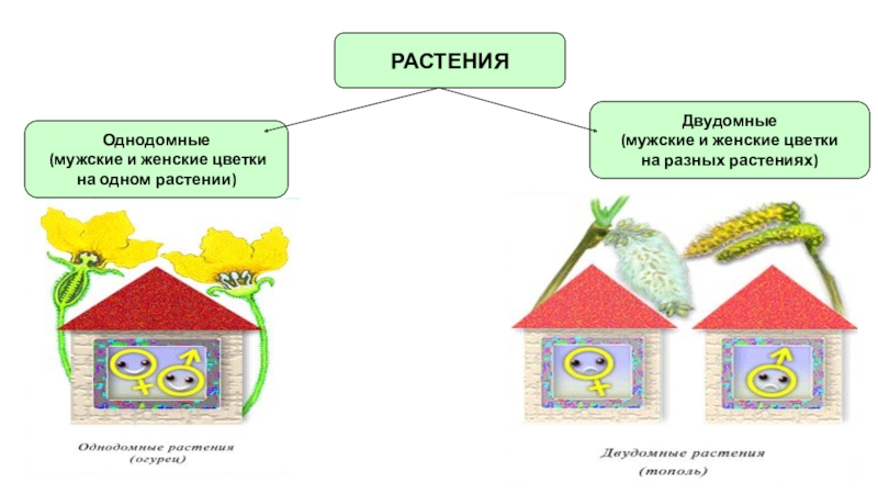 Однодомные и двудомные растения 6 класс биология