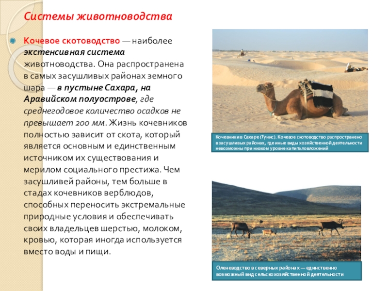 Влияние сельского хозяйства на окружающую среду и здоровье человека Системы животноводстваКочевое скотоводство — наиболее экстенсивная система животноводства. Она распространена в Системы животноводстваКочевое скотоводство — наиболее экстенсивная система животноводства. Она распространена в самых засушливых районах земного шара —