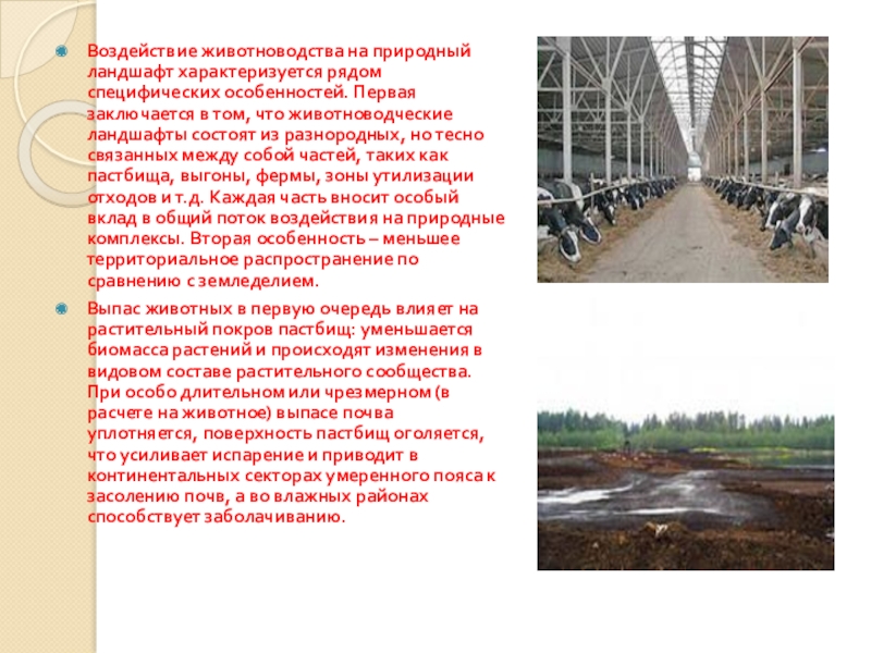 Влияние сельского хозяйства на окружающую среду и здоровье человека Воздействие животноводства на природный ландшафт характеризуется рядом специфических особенностей. Первая заключается Воздействие животноводства на природный ландшафт характеризуется рядом специфических особенностей. Первая заключается в том, что животноводческие ландшафты состоят