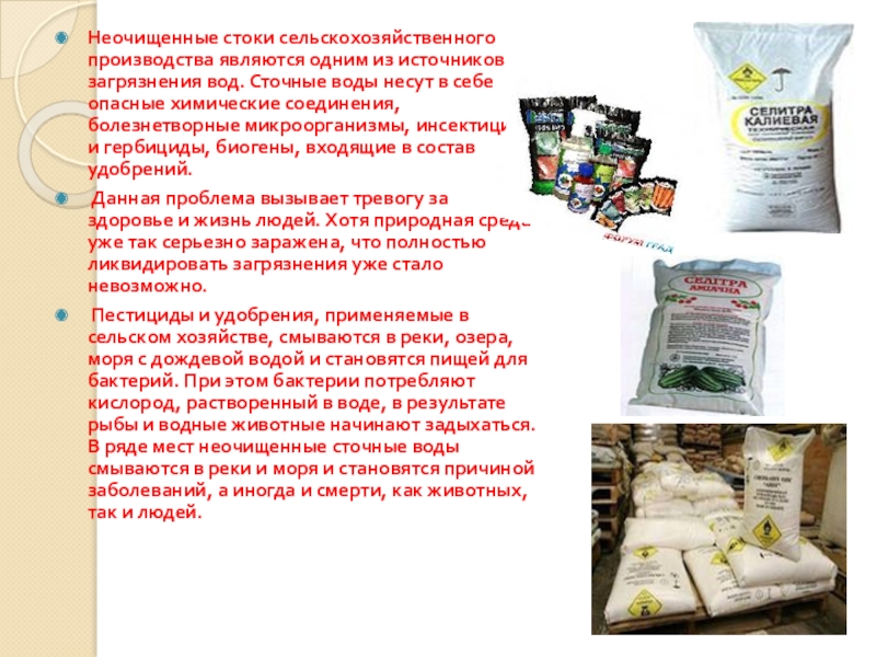 Влияние сельского хозяйства на окружающую среду и здоровье человека Неочищенные стоки сельскохозяйственного производства являются одним из источников загрязнения вод. Сточные Неочищенные стоки сельскохозяйственного производства являются одним из источников загрязнения вод. Сточные воды несут в себе опасные химические