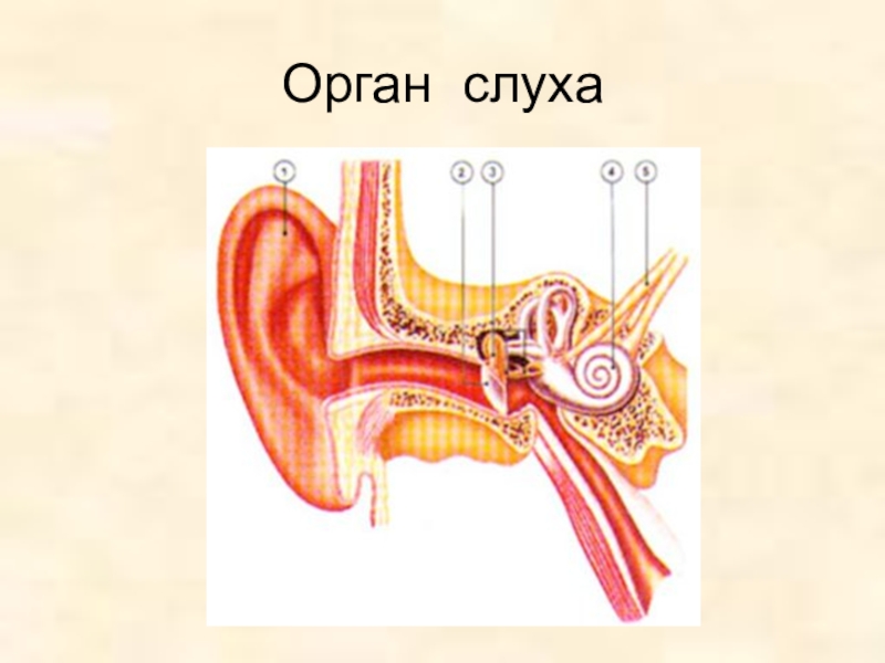 Рисунок органа слуха