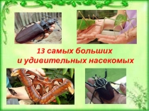 13 самых больших и удивительных насекомых