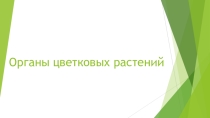 Презентация Органы цветковых растений