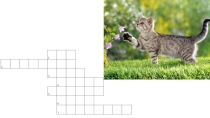 Презентация к открытому уроку английского языка по теме: Funny animals