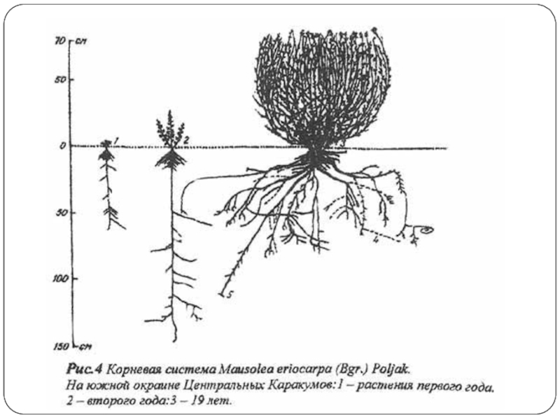 Рисунок корневой системы любого растения пустыни