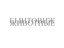 Презентация по окружающему миру Дикие и домашние животные
