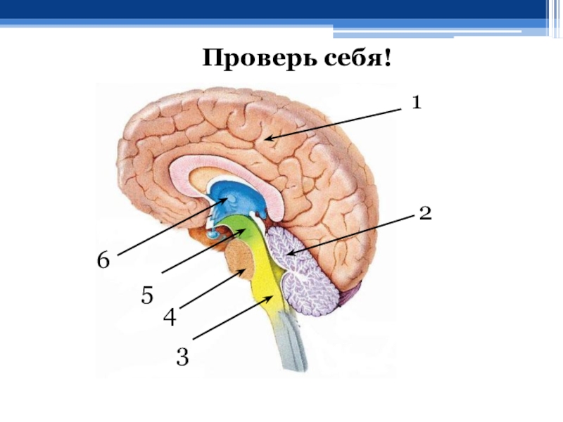 Схема головного мозга 8 класс биология