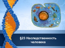 Презентация по биологии на тему Наследственность человека (9 класс)