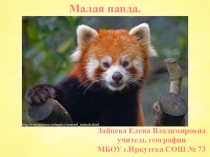 Презентация по географии из цикла Животные Евразии на тему: Малая рыжая панда (7 класс)