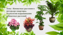 Презентация по технологии на тему: Комнатные растения в интерьере квартиры. Технология выращивания комнатных растений. (6 класс)