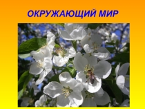 Презентация по окружающему миру Пустыня