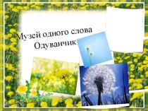 Презентация Музей одного слова. Одуванчик (работа учащегося)