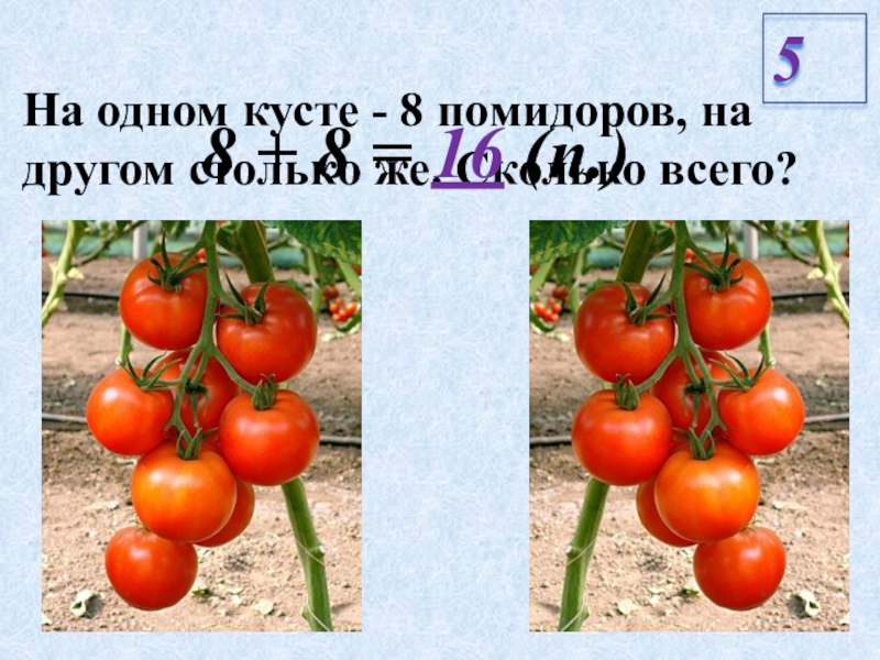 Томат друг. 8 Помидоров. Томат восьмое чудо света. Конкретный смысл умножения 2 класс. Самостоятельная работа по теме конкретный смысл умножения 2 класс.