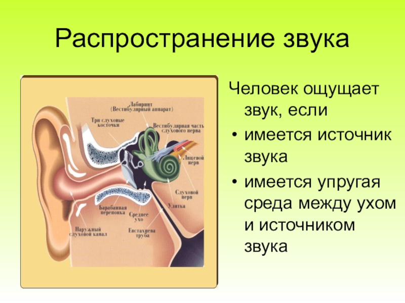 Передача звука. Ухо и звуковые волны. Механизм распространения звука. Источник звука человека. Что является источником звука у человека.