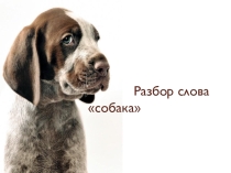 Разбор слова собака